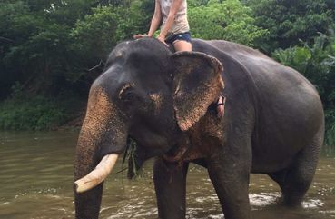 Swimming with elephants