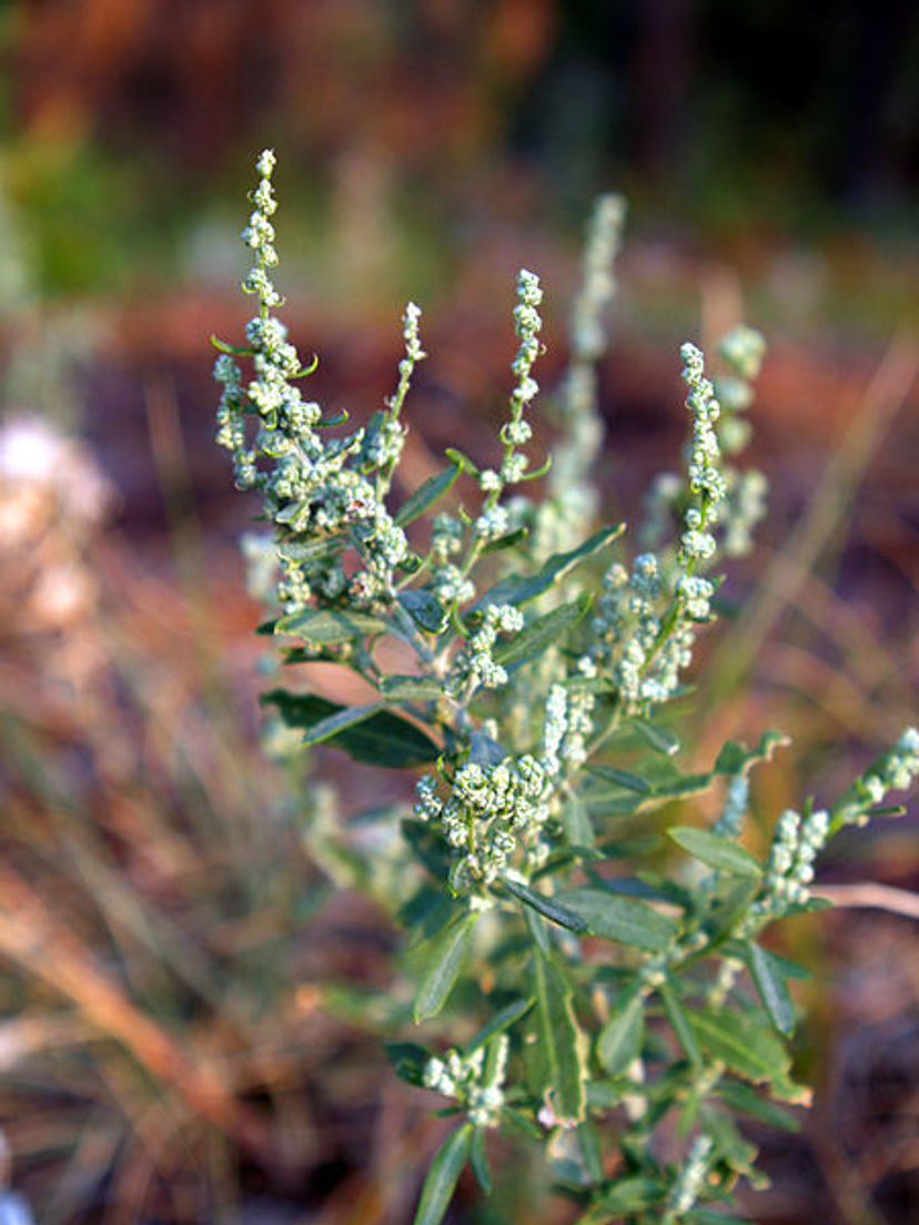 Chenopodium