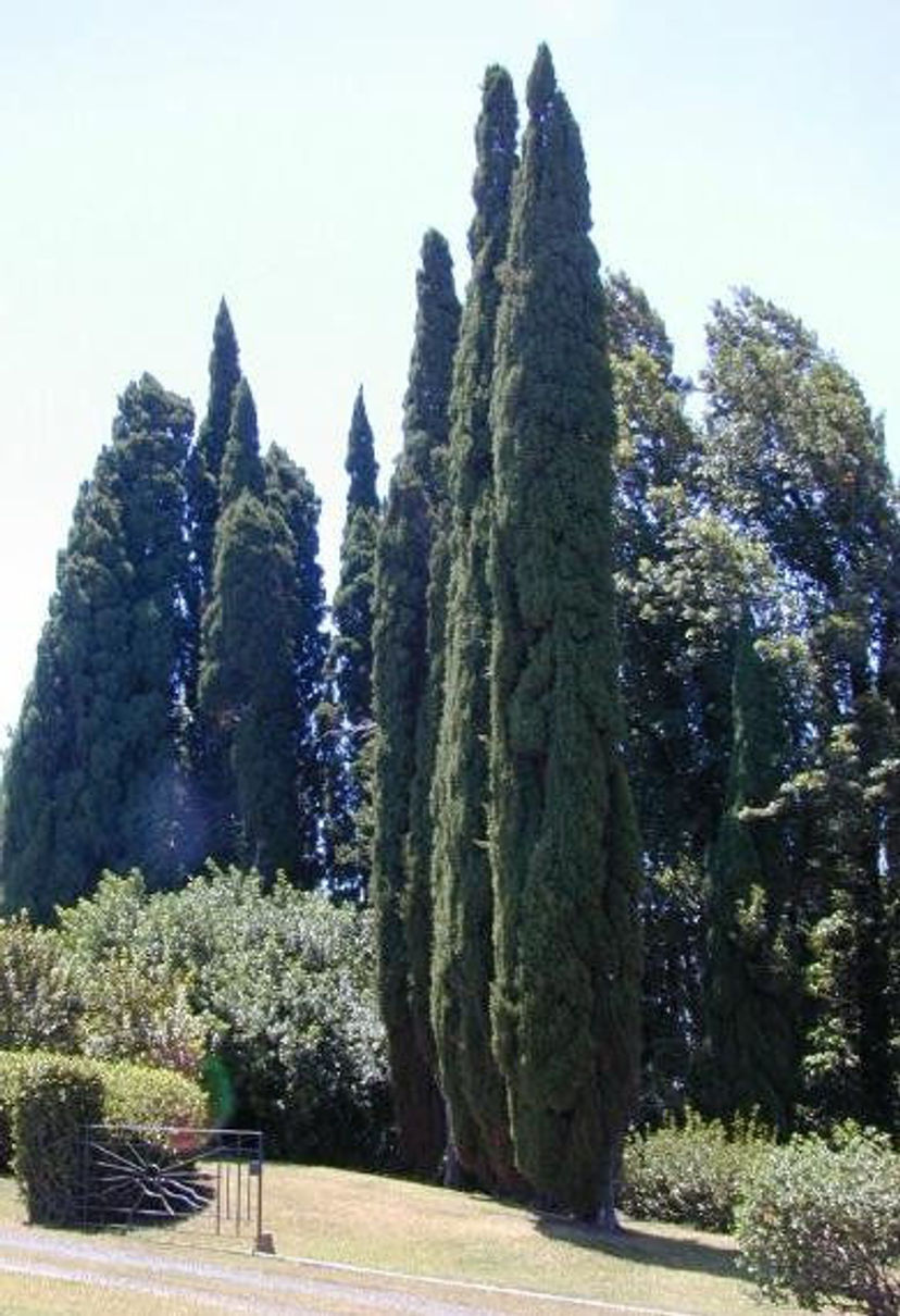 Cypress