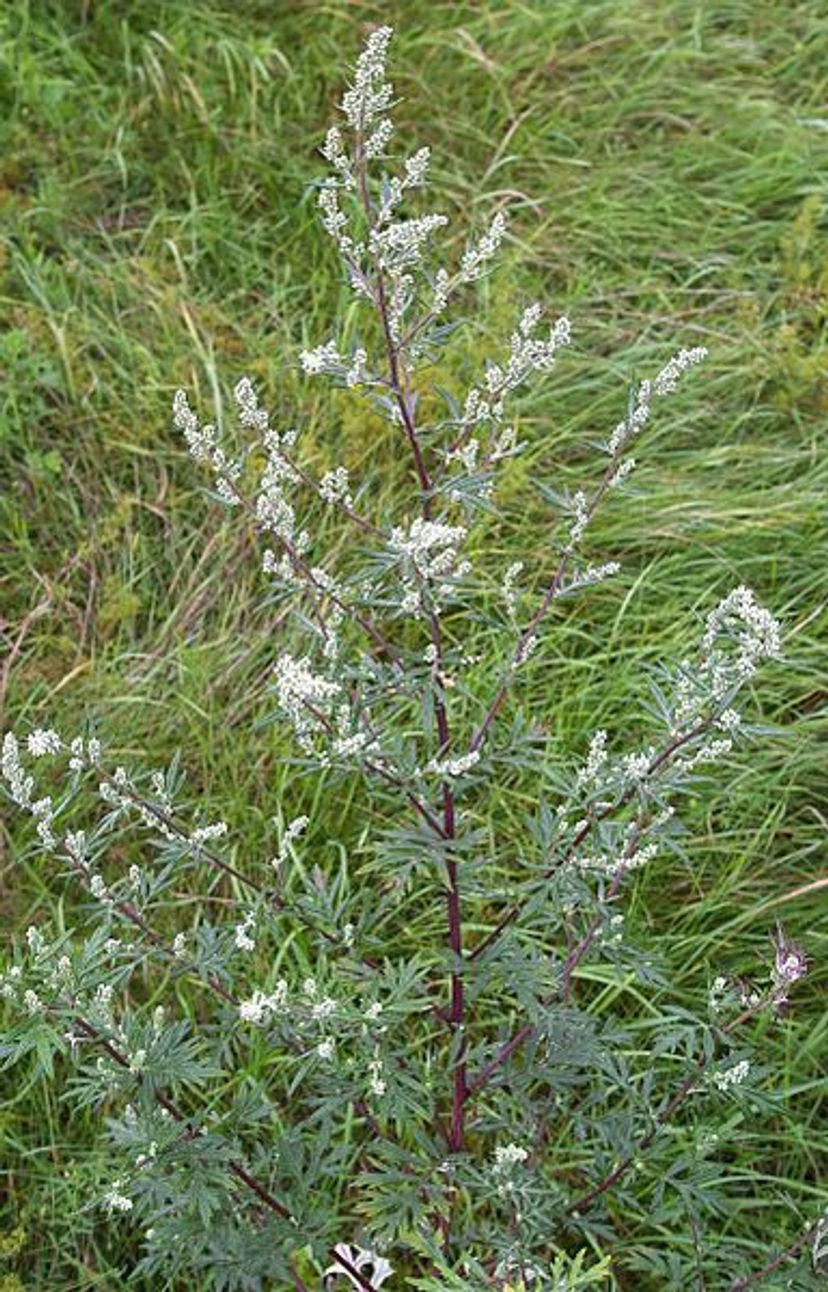 Mugwort