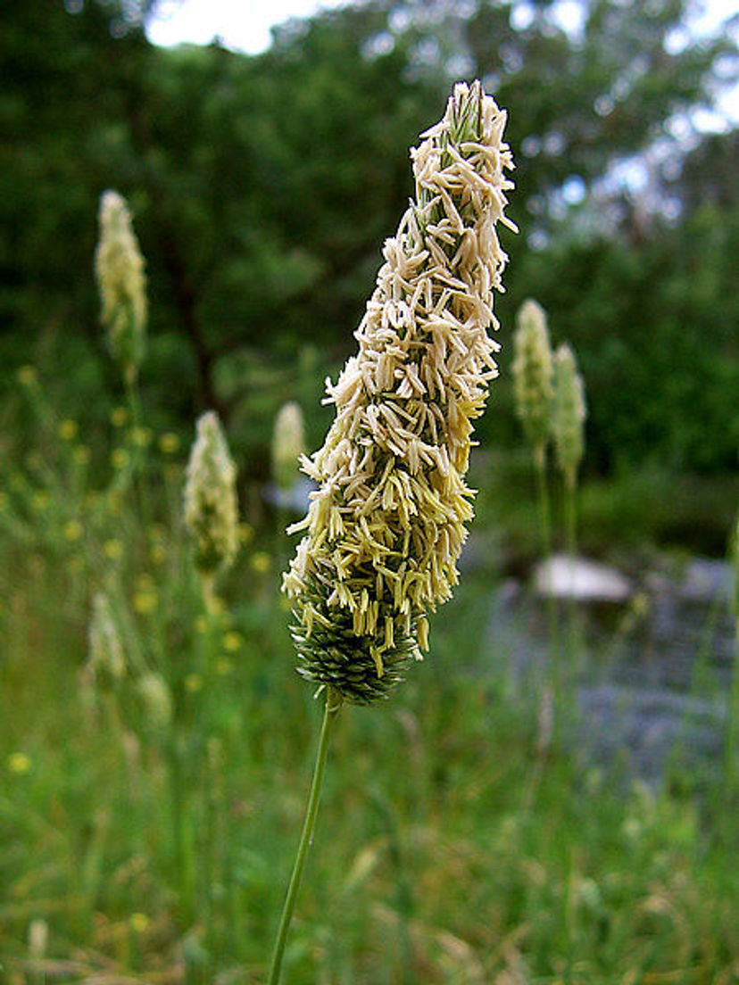 Gräs / Poaceae