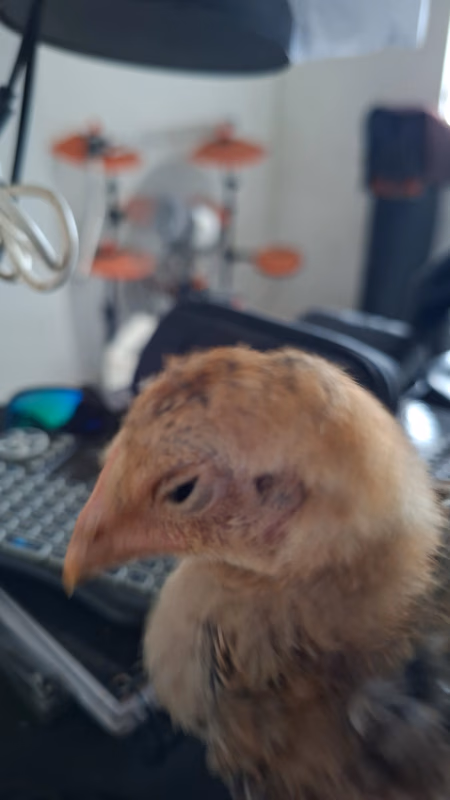 chicken revolution
