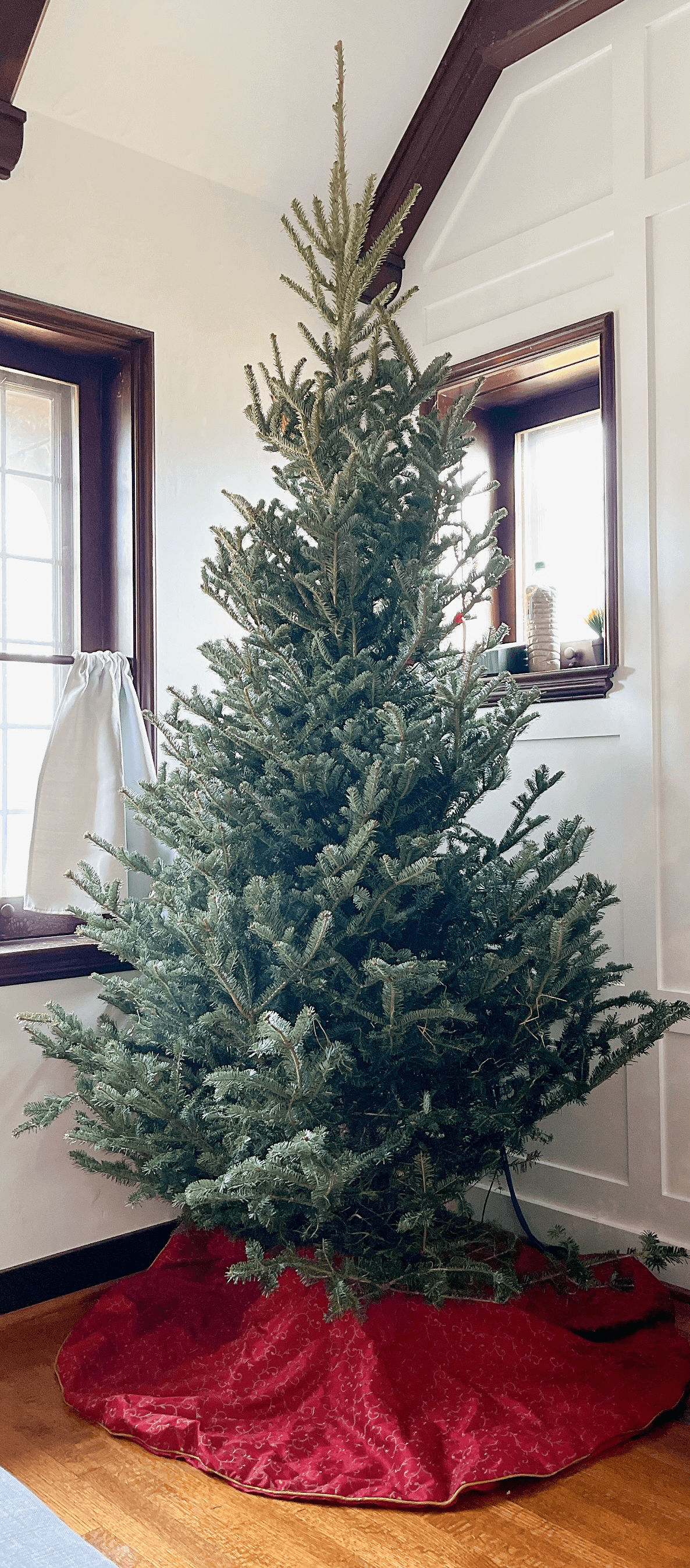 Our Christmas tree, one of them Balsams ⌘