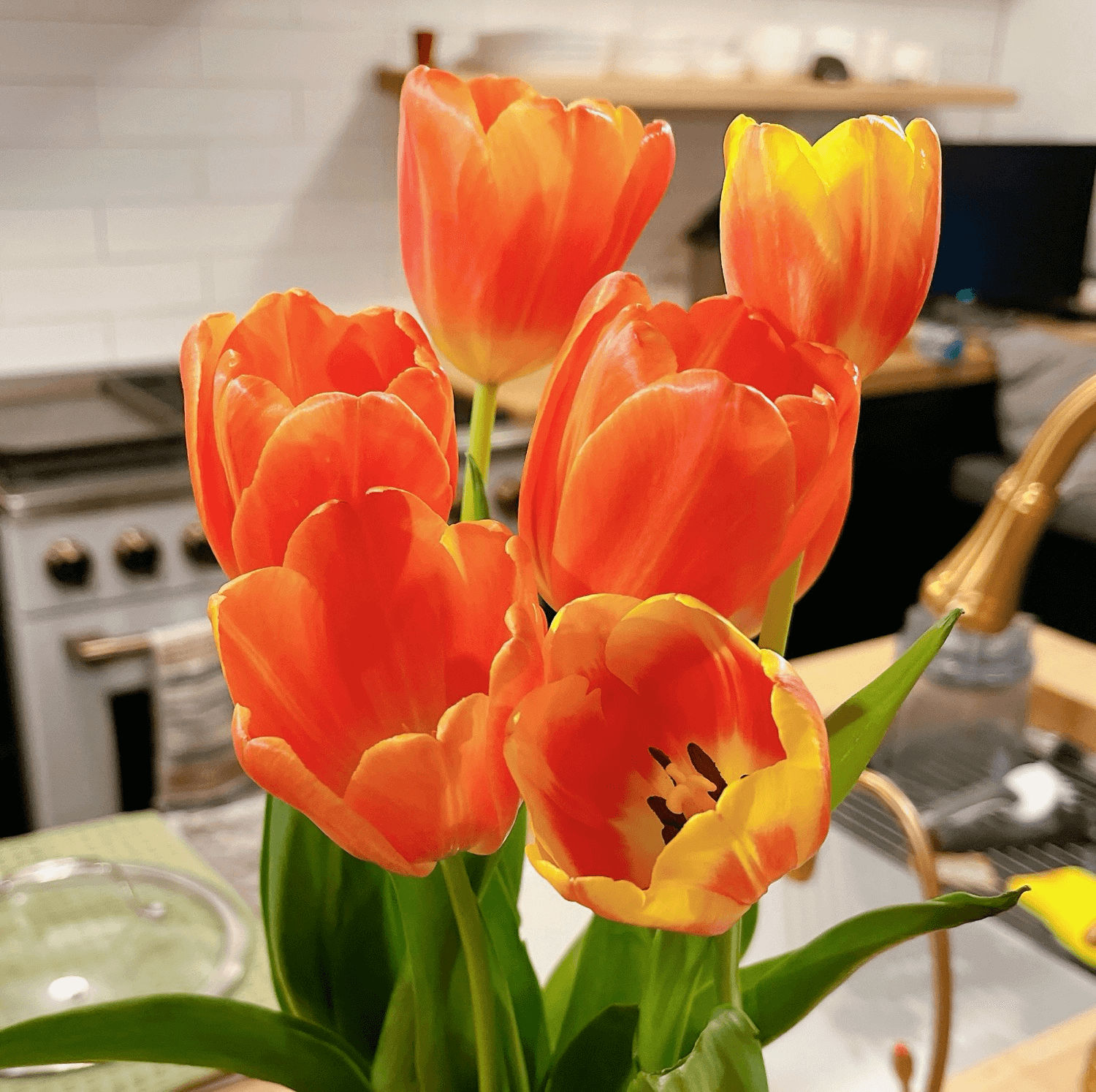 Tulips in orange and yellow ⌘