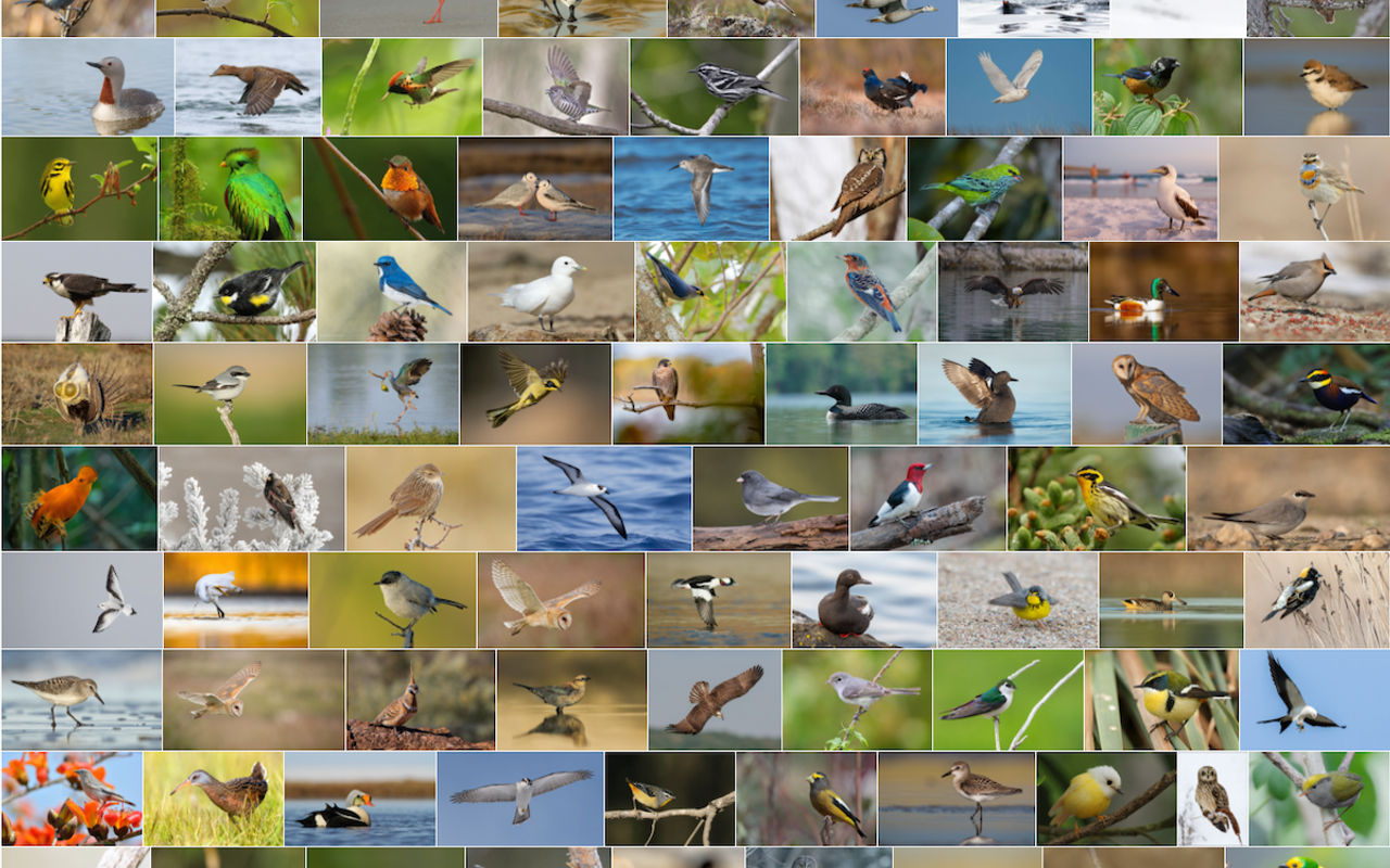Homepage screenshot of media.ebird.org