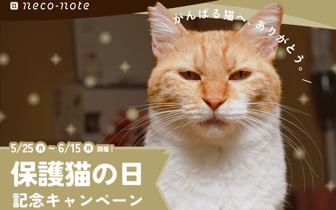 Homepage screenshot of neco-oshikatsu-lab.studio.site