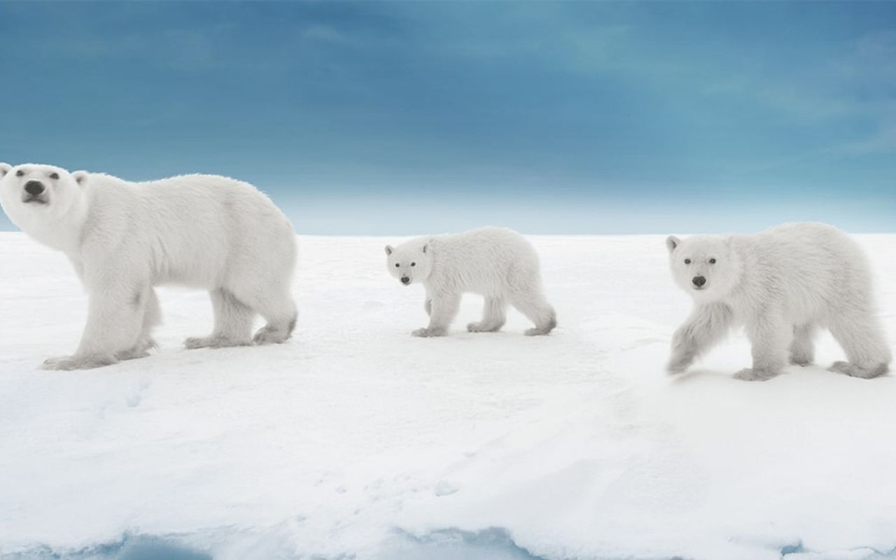 Homepage screenshot of polarbearsinternational.org