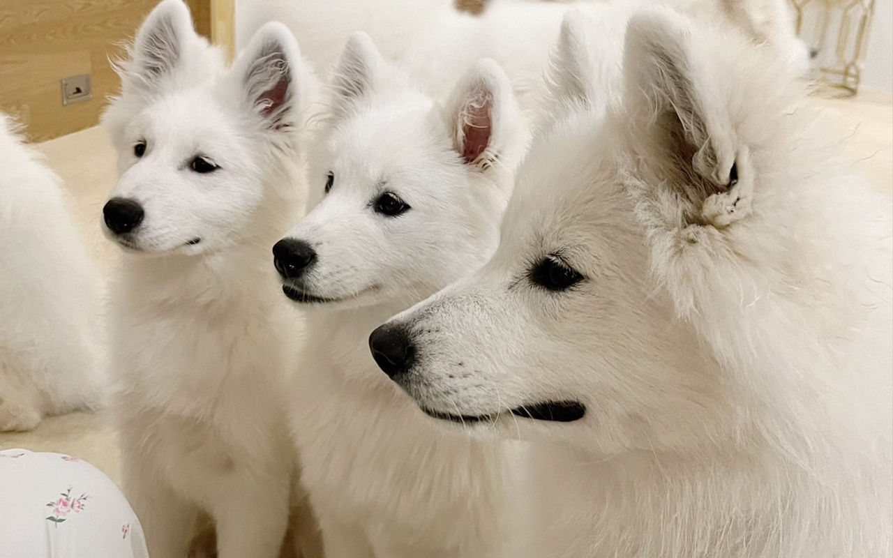 Homepage screenshot of samoyedmoffu.com