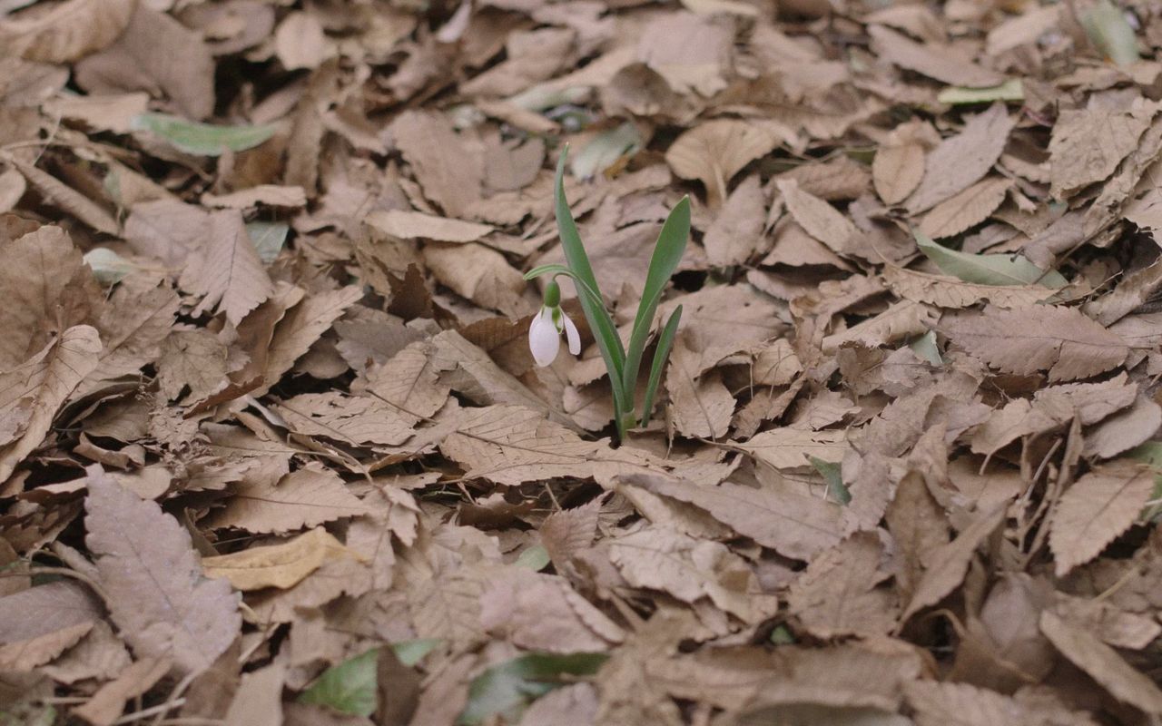 Homepage screenshot of snowdrop-film.com