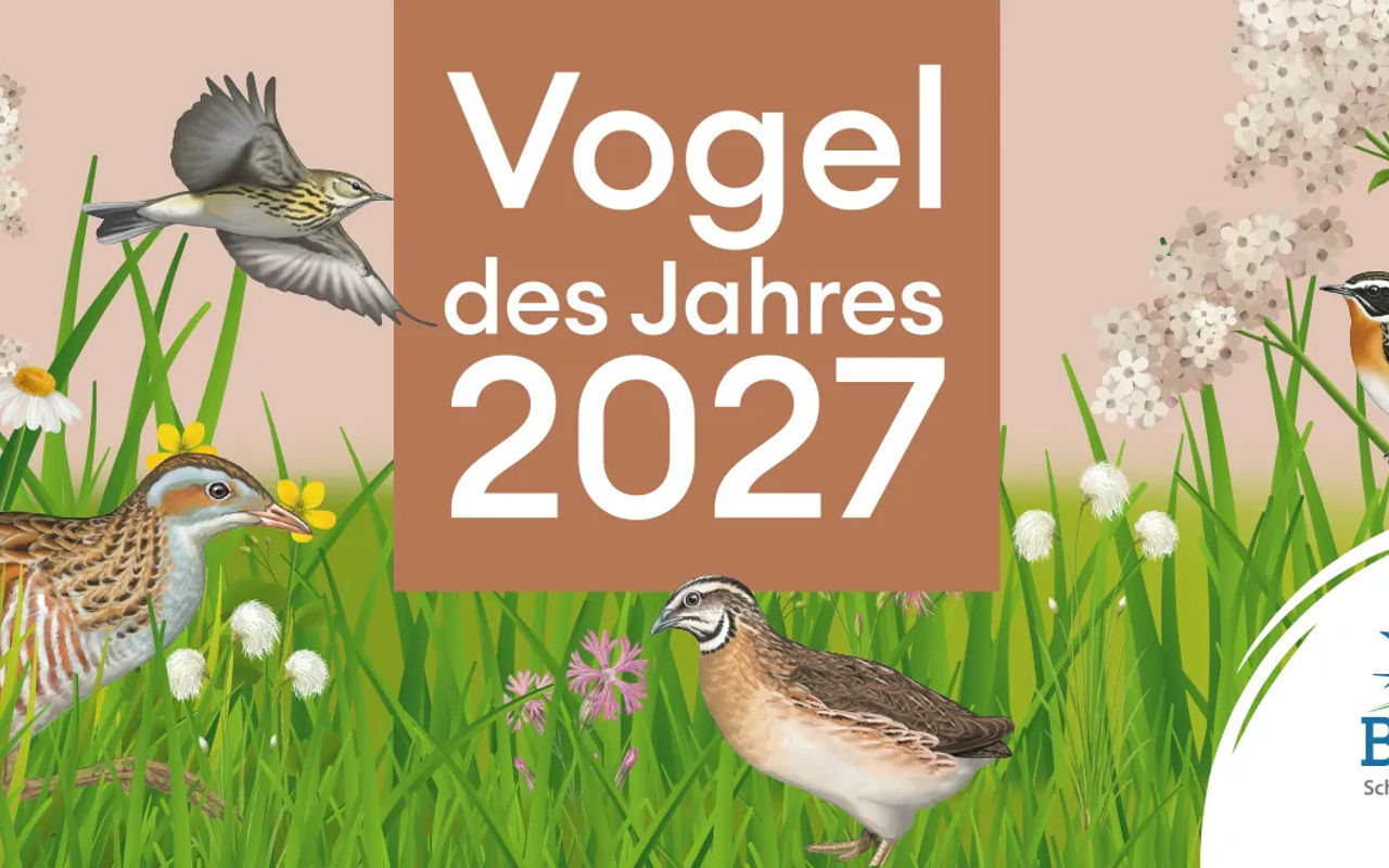 Homepage screenshot of vote.vogeldesjahres.ch