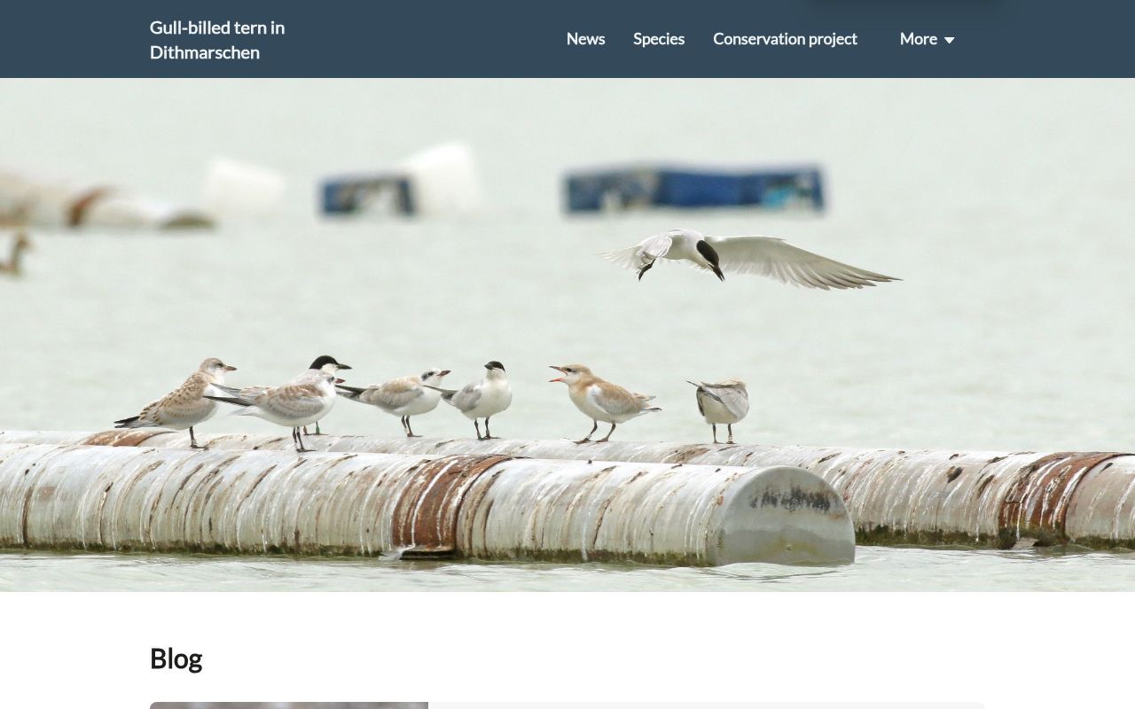 Homepage screenshot of gelochelidon.de