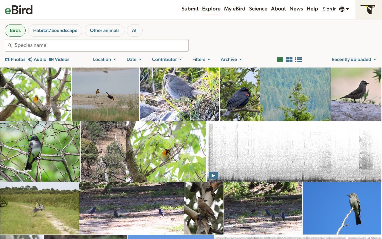 Homepage screenshot of media.ebird.org