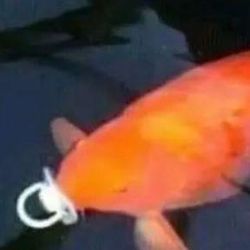 murderfishy999's Avatar