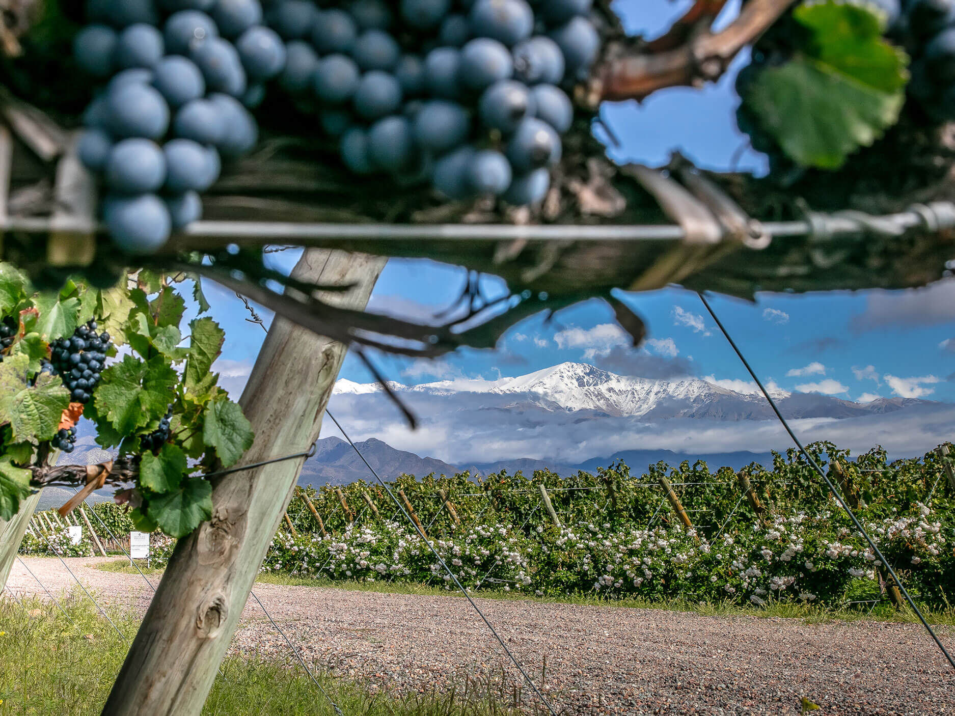 Mariflor Cabernet Franc 2019 - Rolland Collection