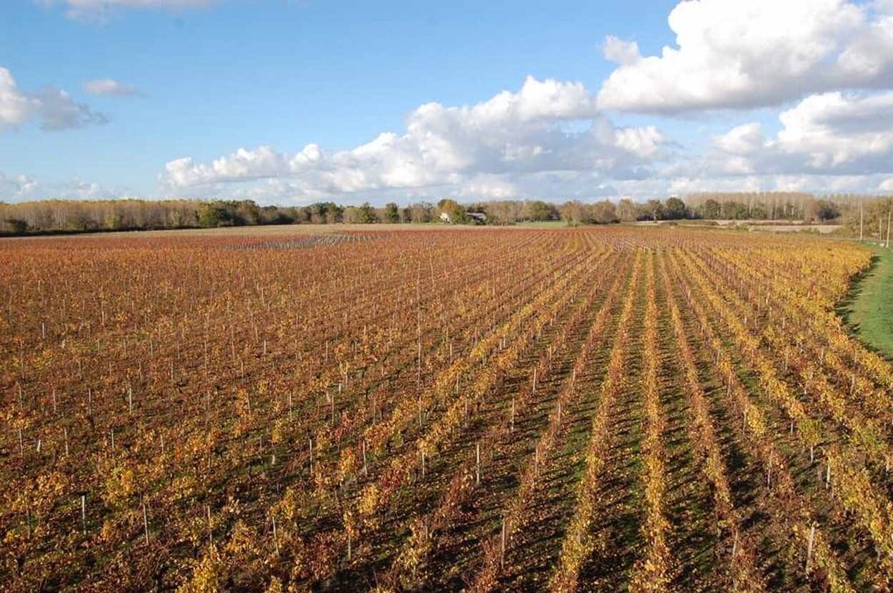 Rolland Oenologie - Rolland Oenologie