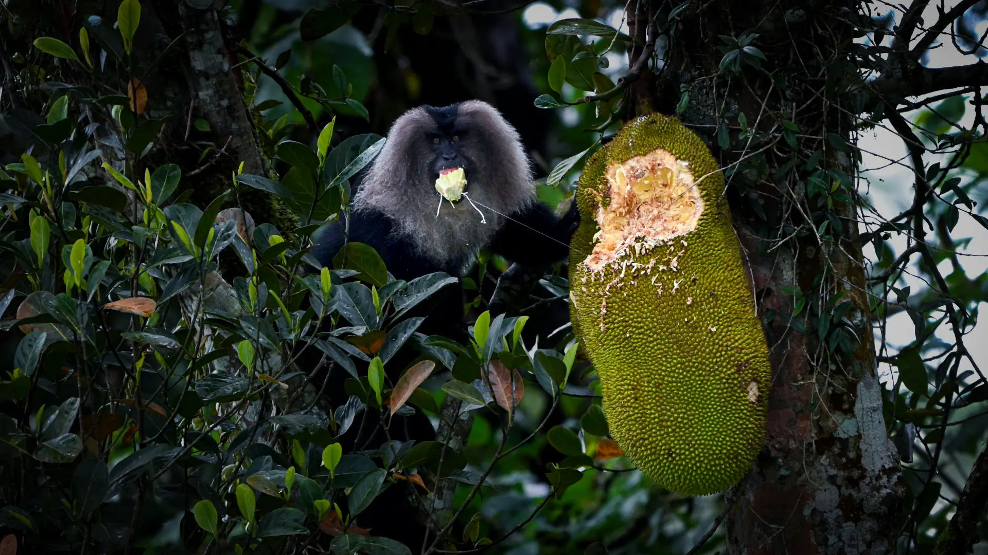 Wildlife conservation through photography