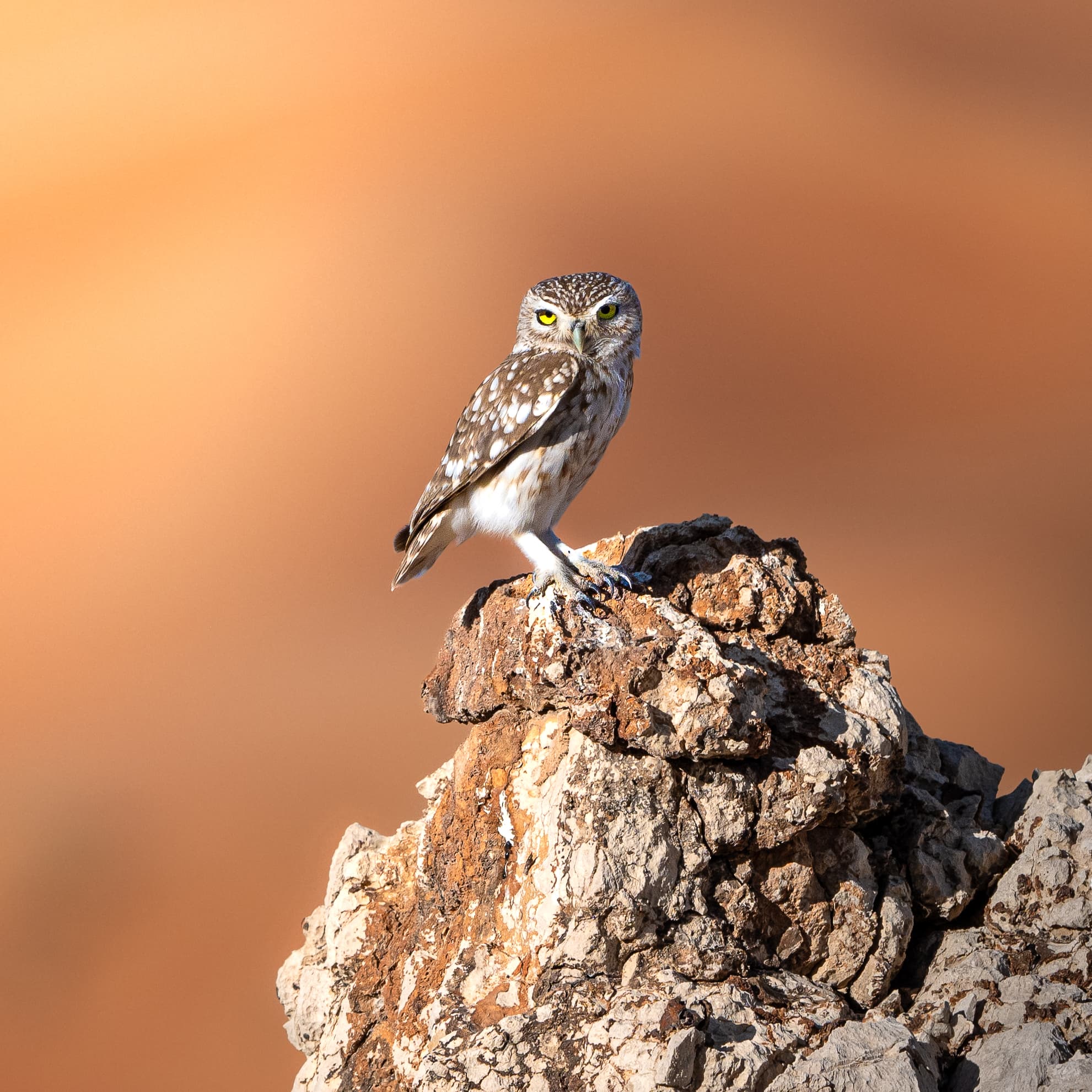 Wildlife conservation through photography