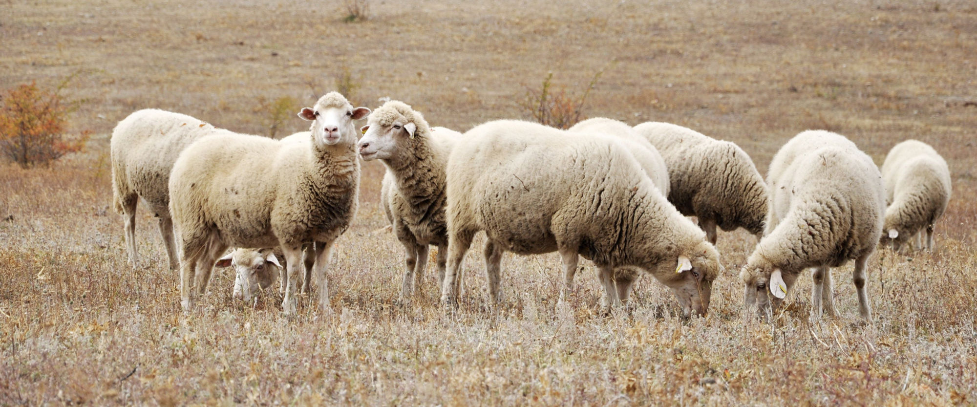ROTAUF Merino Schafe