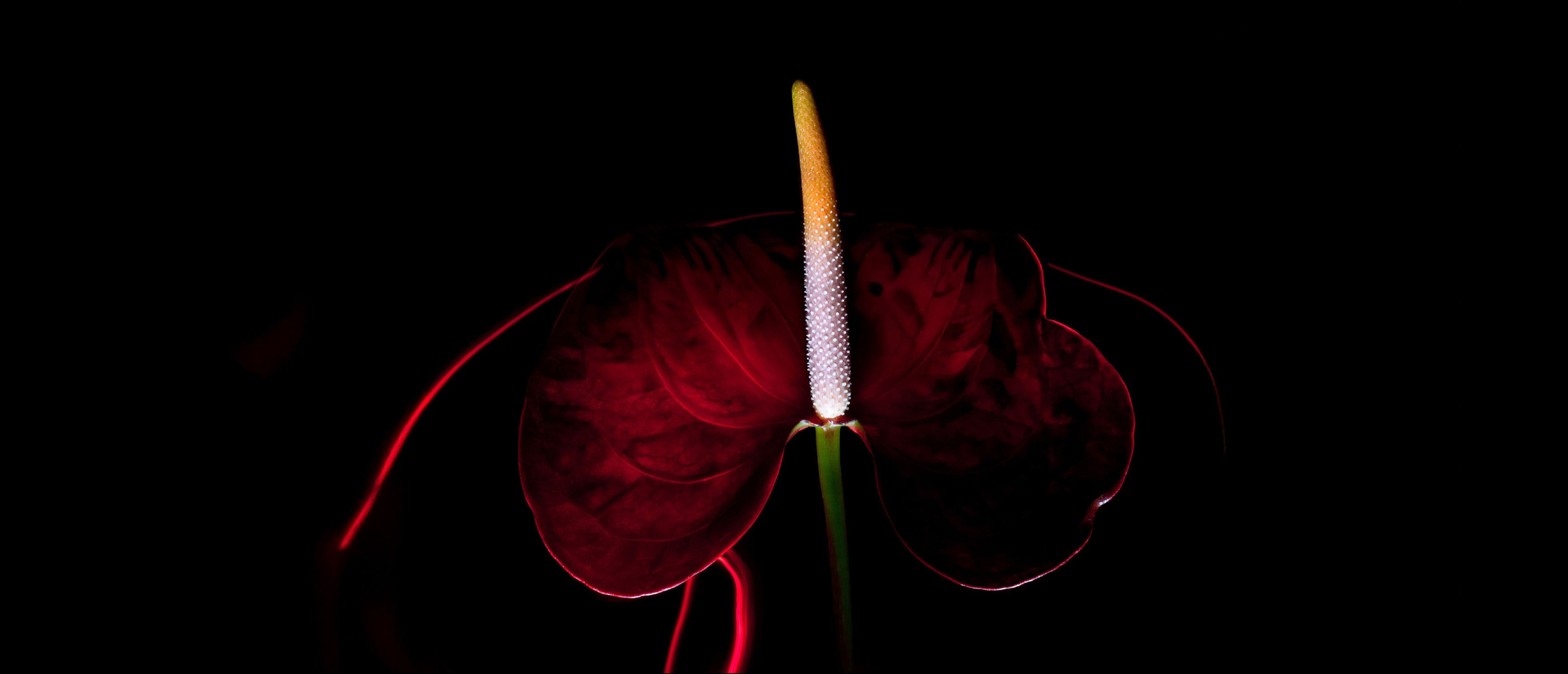 Embrassez le luxe de Routine Paris, où chaque parfum et cosmétique incarne l'essence de l'opulence, de l'art et de la durabilité du XIXe siècle.-banner-0