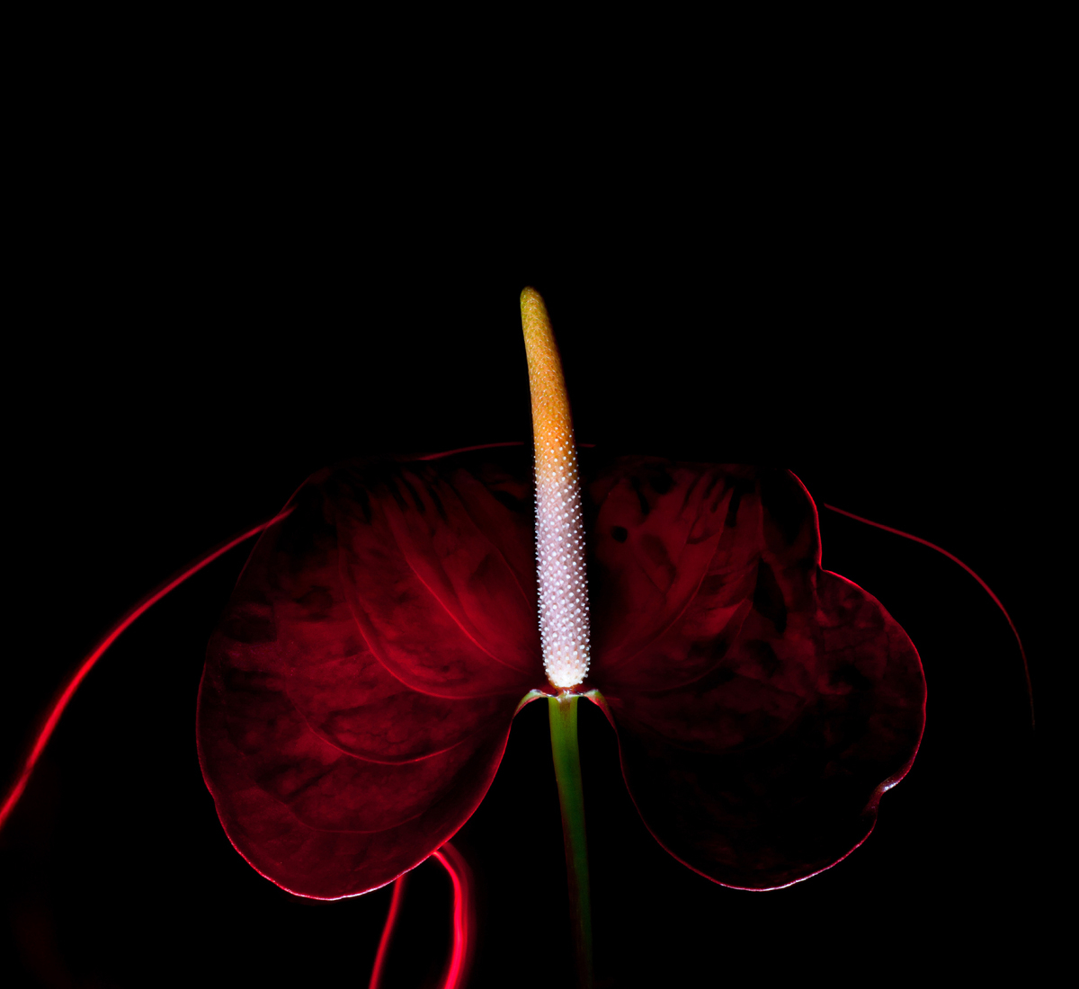 Embrassez le luxe de Routine Paris, où chaque parfum et cosmétique incarne l'essence de l'opulence, de l'art et de la durabilité du XIXe siècle.-banner-0