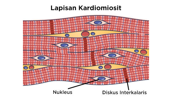 gambar kardiomiosit