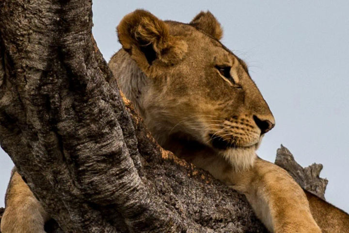 Kenya