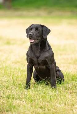 0/0 Hips & elbows black labrador stud FULLY HEALTH TESTED for sale in Leyburn, North Yorkshire | Image 1