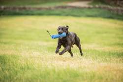 0/0 Hips & elbows black labrador stud FULLY HEALTH TESTED for sale in Leyburn, North Yorkshire | Image 2