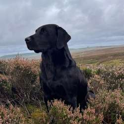 0/0 Hips & elbows black labrador stud FULLY HEALTH TESTED for sale in Leyburn, North Yorkshire | Image 3