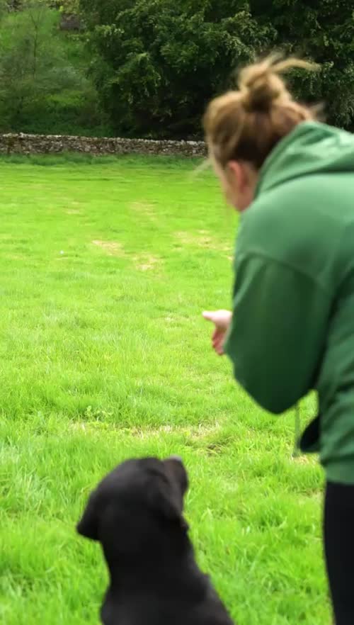 0/0 Hips & elbows black labrador stud FULLY HEALTH TESTED for sale in Leyburn, North Yorkshire