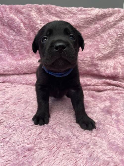 🇨🇦🐶0/0 HIPS/ELBOWS CANADIAN LABRADORS (BLACK)🐶🇨🇦 for sale in Warrington, Cheshire - Image 5