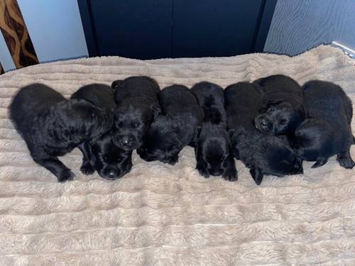 🇨🇦🐶0/0 HIPS/ELBOWS CANADIAN LABRADORS (BLACK)🐶🇨🇦 for sale in Warrington, Cheshire - Image 7