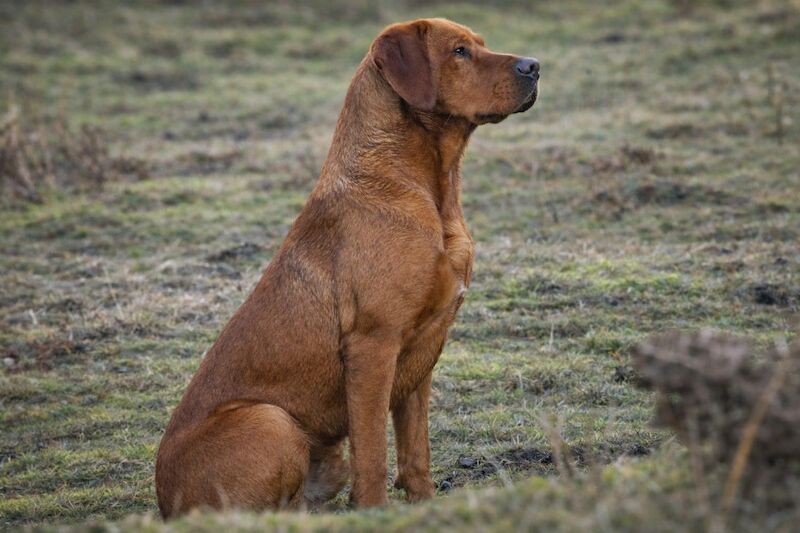 0/0 Hips & elbows fox red labrador 