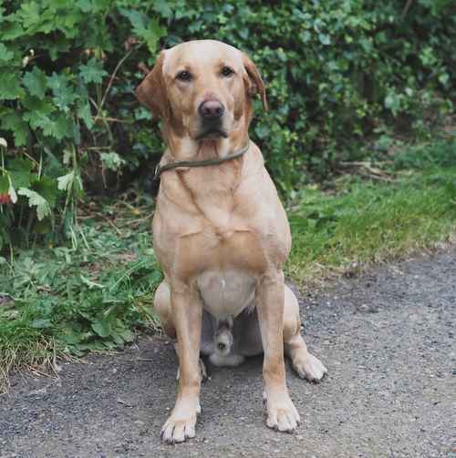 0/0 hips&elbows working labrador stud for sale in Bishop Auckland, County Durham