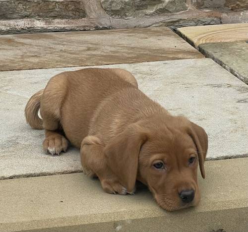 1 Beautiful Girl Left, Labrador Puppies, Fox Red, KC Registered, Health Checked for sale in St Helens, Merseyside - Image 5