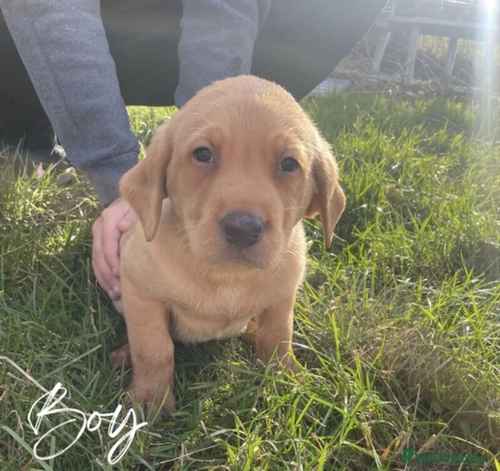 1 BEAUTIFUL GOLDEN LAB BOY READY NOW!!! for sale in Attleborough, Norfolk