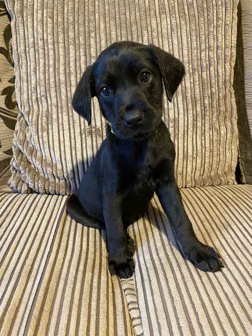 **Pups now Reduced!** KC Working Black Lab Pups for sale in Much Cowarne, Herefordshire