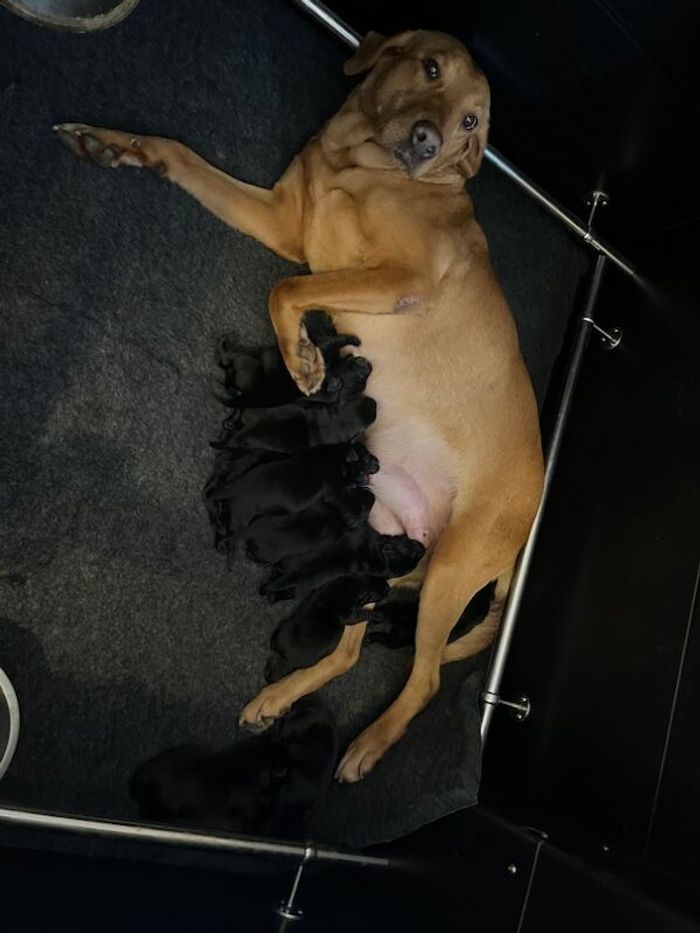 Labrador Retriever puppies for sale in Chelmsford, Essex – KC registered, 3 months old - Image 8 of 8