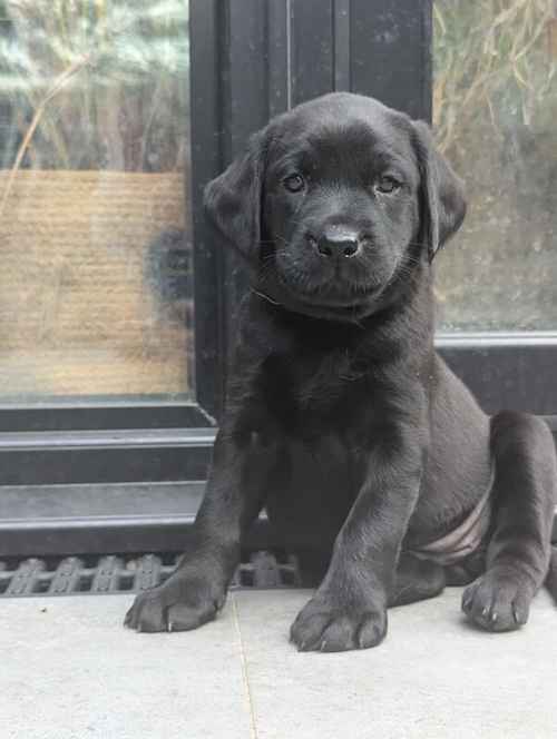 1 Black Male and 1 Black Female KC Registered Labrador available for sale in Hampton, Richmond upon Thames, Greater London