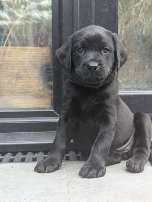 1 Black Male and 1 Black Female KC Registered Labrador available for sale in Hampton, Richmond upon Thames, Greater London - Image 1