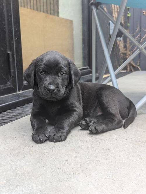 1 Black Male and 1 Black Female KC Registered Labrador available for sale in Hampton, Richmond upon Thames, Greater London - Image 2