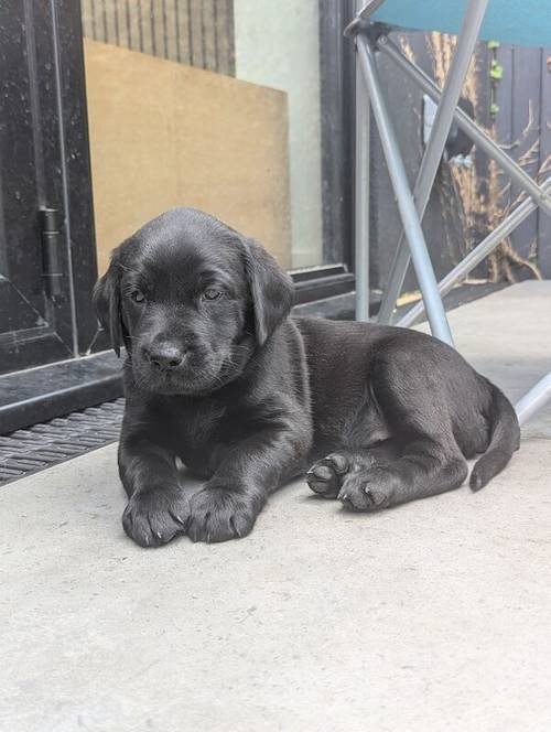 1 Black Male and 1 Black Female KC Registered Labrador available for sale in Hampton, Richmond upon Thames, Greater London - Image 3