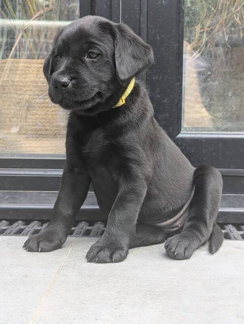 1 Black Male and 1 Black Female KC Registered Labrador available for sale in Hampton, Richmond upon Thames, Greater London - Image 4