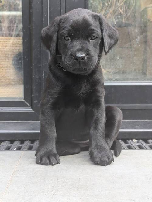 1 Black Male and 1 Black Female KC Registered Labrador available for sale in Hampton, Richmond upon Thames, Greater London - Image 5