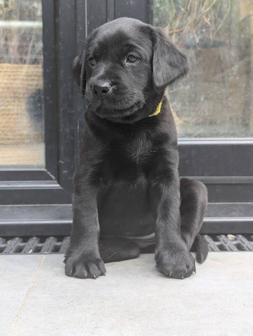 1 Black Male and 1 Black Female KC Registered Labrador available for sale in Hampton, Richmond upon Thames, Greater London - Image 6