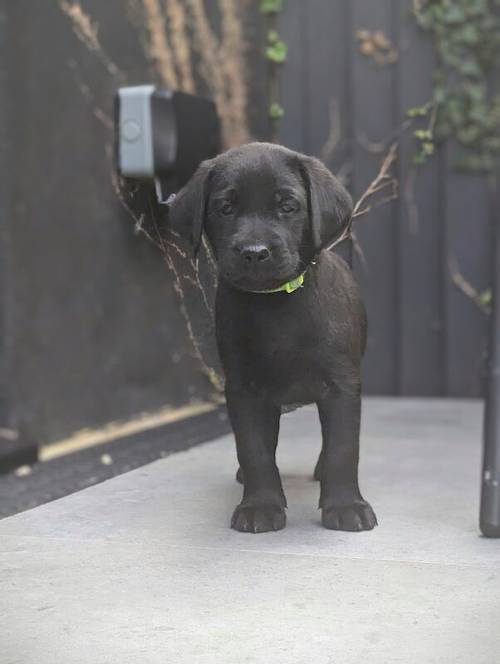 1 Black Male and 1 Black Female KC Registered Labrador available for sale in Hampton, Richmond upon Thames, Greater London - Image 7