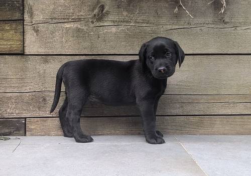 1 Black Male and 1 Black Female KC Registered Labrador available for sale in Hampton, Richmond upon Thames, Greater London - Image 8