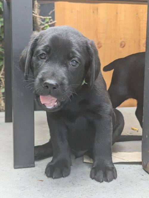 1 Black Male and 1 Black Female KC Registered Labrador available for sale in Hampton, Richmond upon Thames, Greater London - Image 9