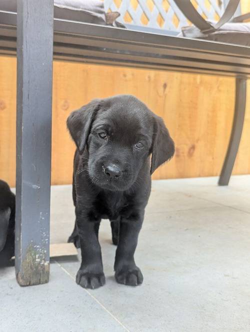 1 Black Male and 1 Black Female KC Registered Labrador available for sale in Hampton, Richmond upon Thames, Greater London - Image 10