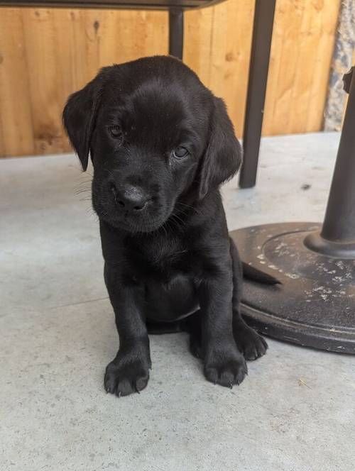 1 Black Male and 1 Black Female KC Registered Labrador available for sale in Hampton, Richmond upon Thames, Greater London - Image 11